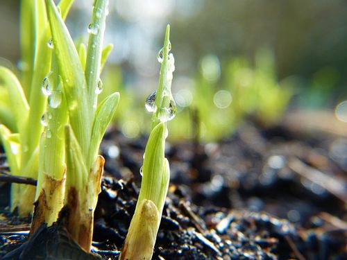 Mercy Global Action Emerging Leaders Fellowship (MELF) Making Strides Towards Carbon Neutrality